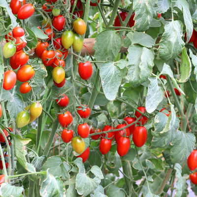 Pomodori