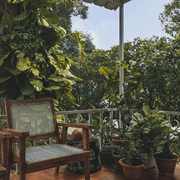 Piante da siepe
