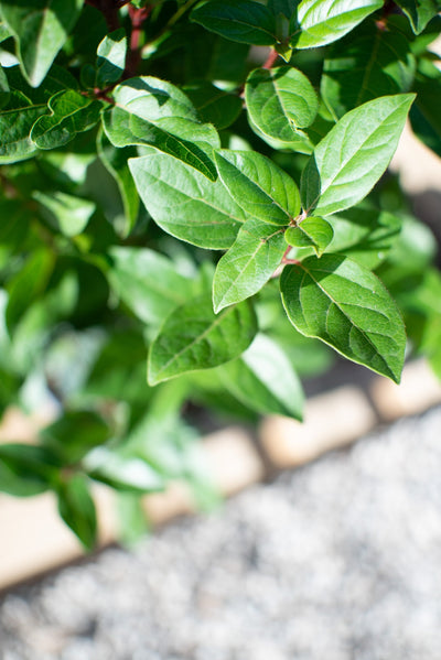 Cespugli Da Giardino Sempreverdi E Fioriti