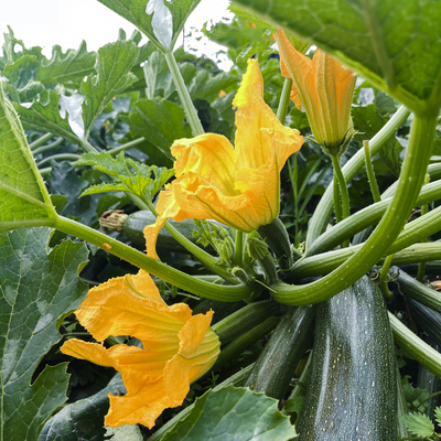 Zucchine