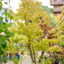 Acero giapponese (Acer palmatum)