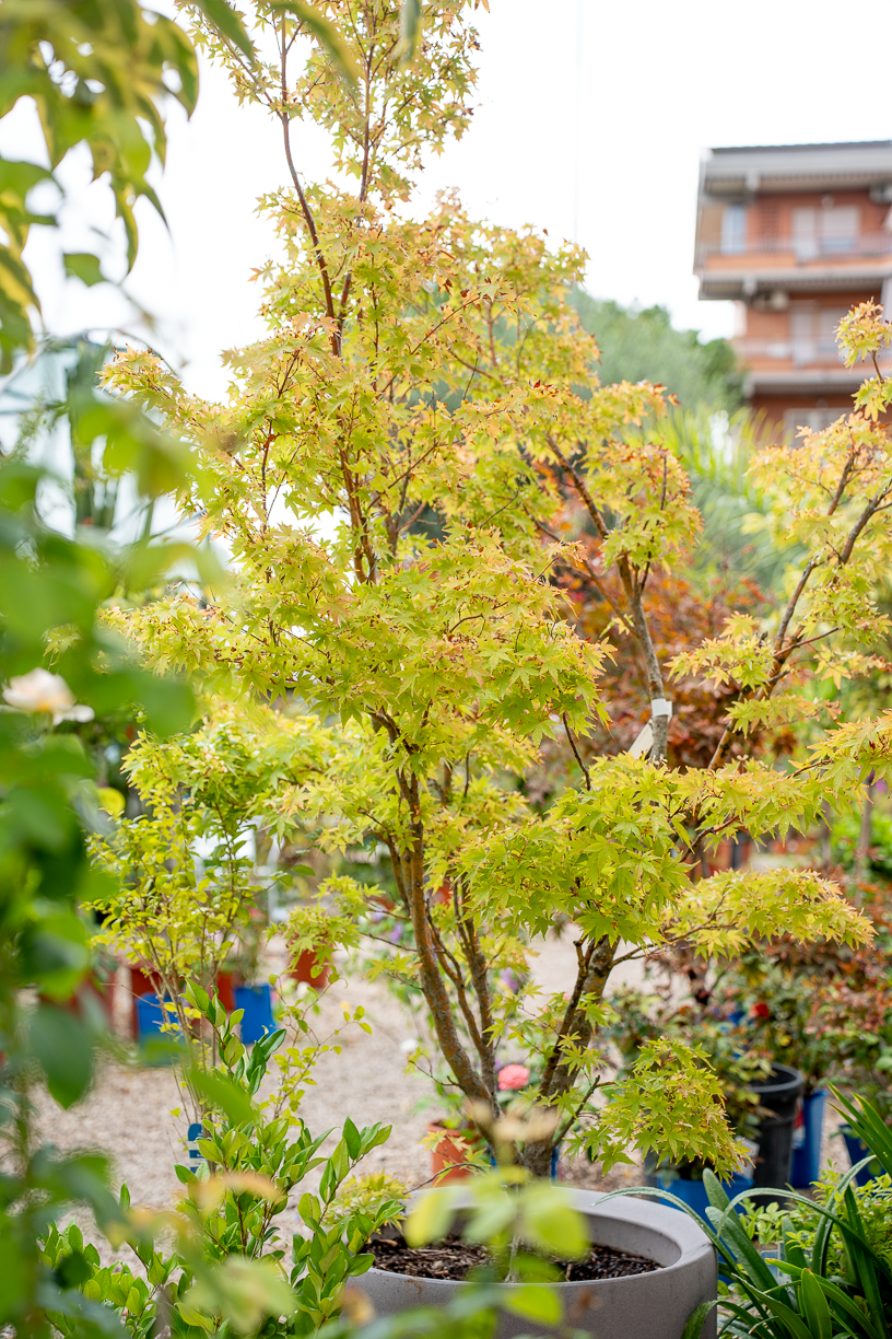 Acero giapponese (Acer palmatum)