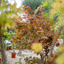 Acero giapponese (Acer palmatum)