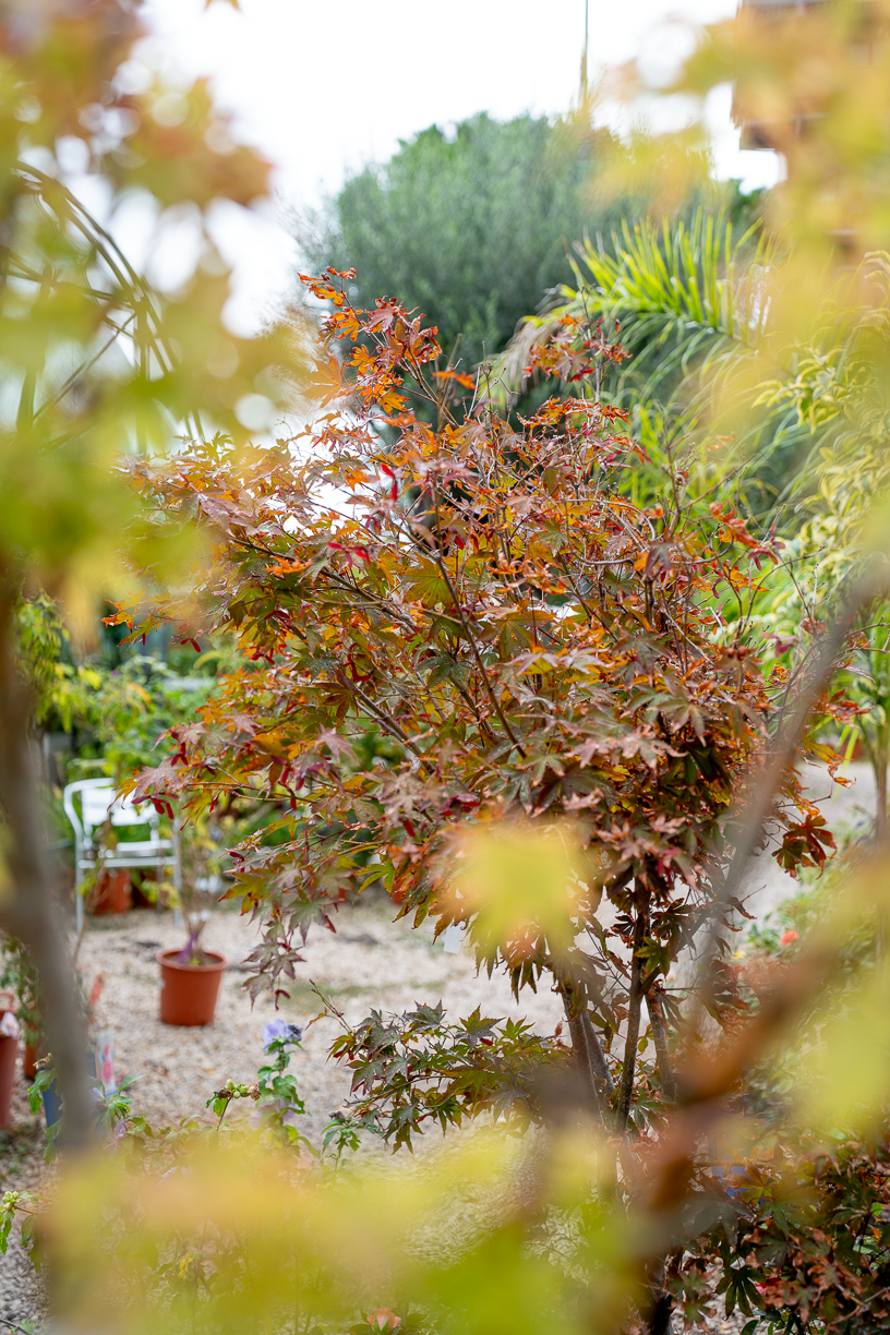 Acero giapponese (Acer palmatum)