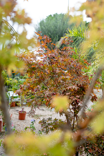 Acero giapponese (Acer palmatum)