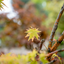 Acero giapponese (Acer palmatum)