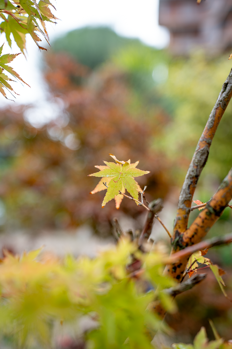 Acero giapponese (Acer palmatum)