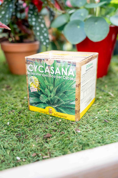 Cycasana - Concime Per Le Cycas