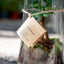 Terrarium Ficus Ginsegn