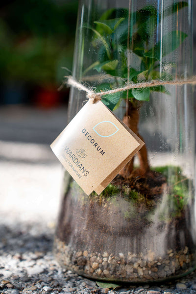 Terrarium Ficus Ginsegn