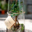 Terrarium Ficus Ginsegn