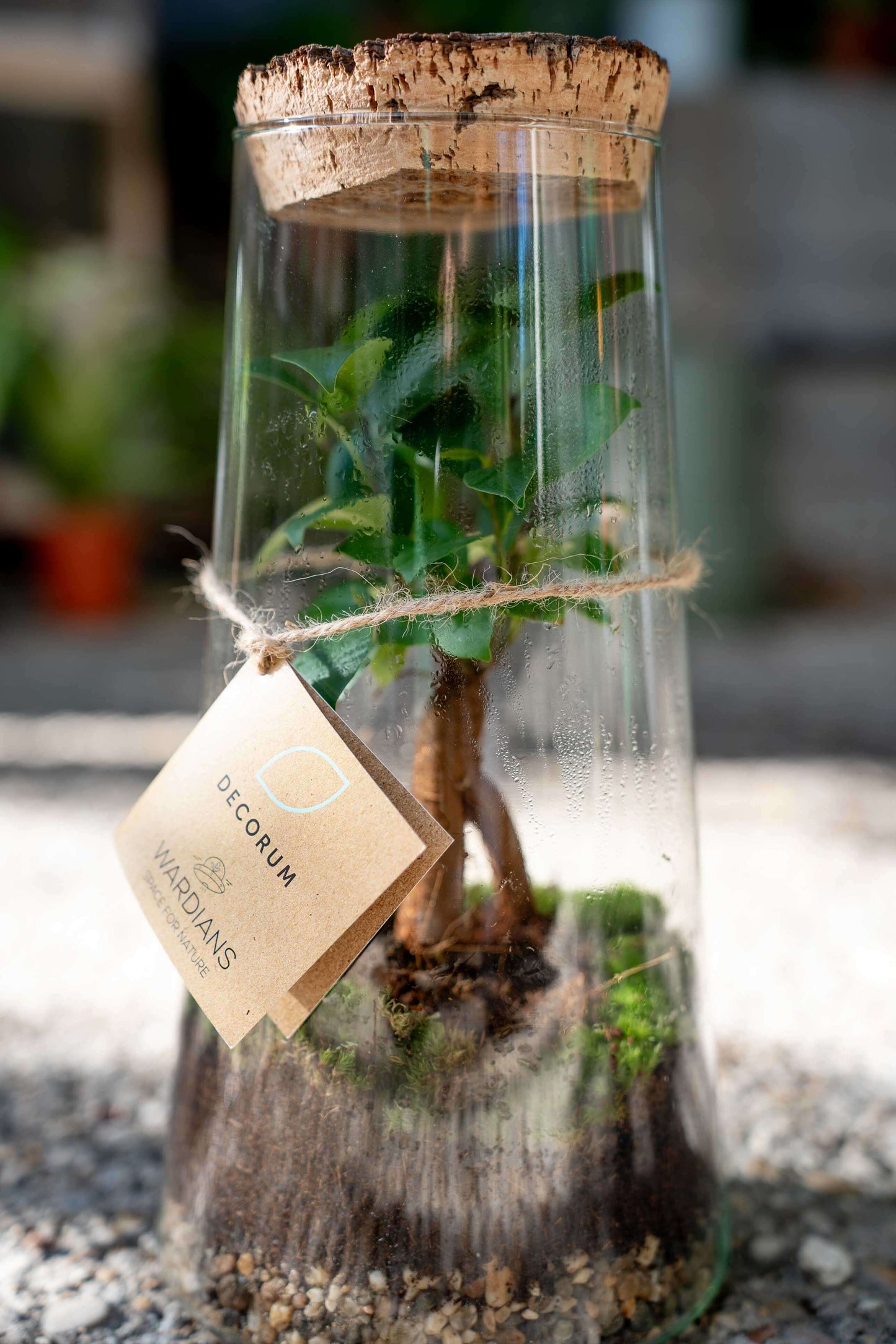 Terrarium Ficus Ginsegn