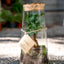 Terrarium Ficus Ginsegn