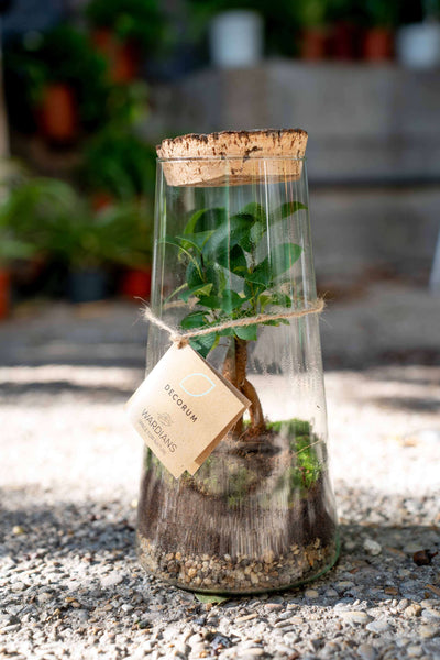 Terrarium Ficus Ginsegn