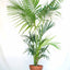 Kentia - Howea Forsteriana