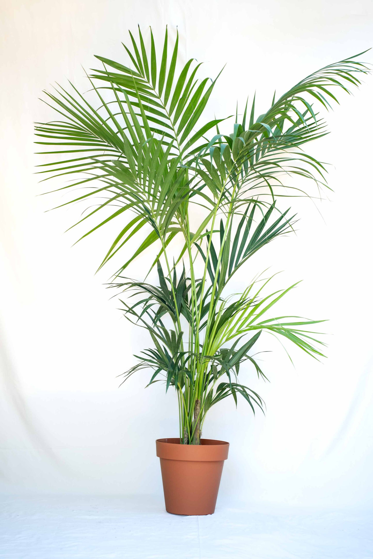 Kentia - Howea Forsteriana