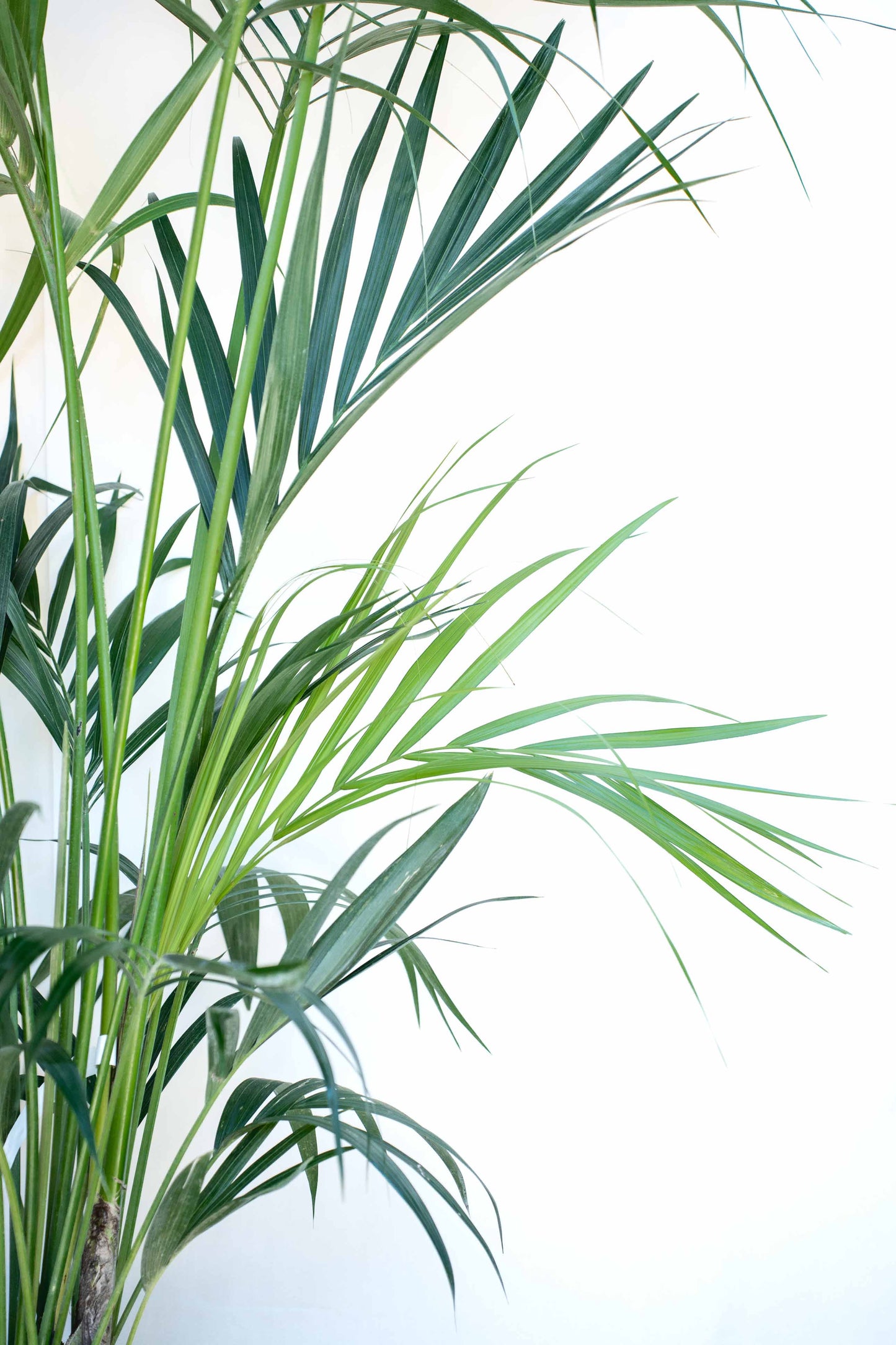 Kentia - Howea Forsteriana