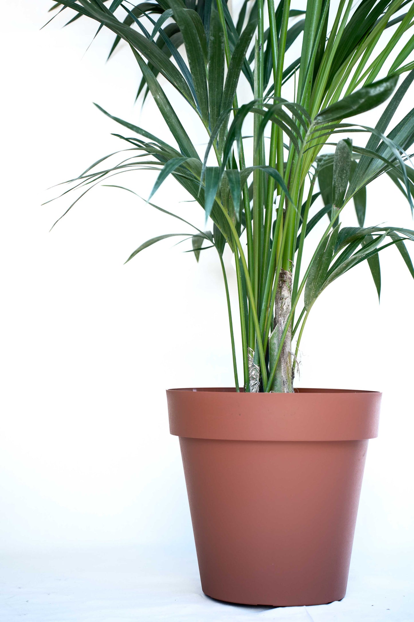 Kentia - Howea Forsteriana