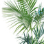 Kentia - Howea Forsteriana