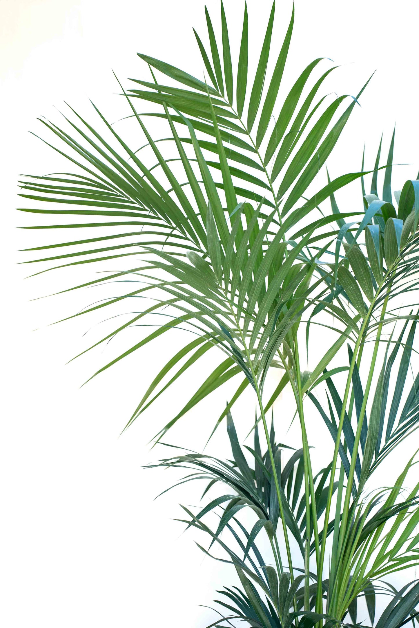 Kentia - Howea Forsteriana