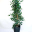 Ficus Benjamin
