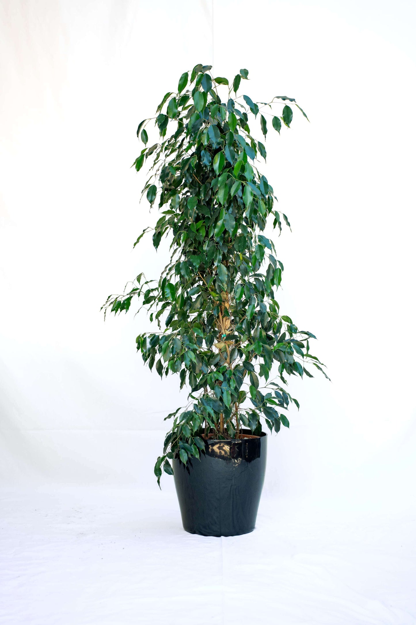 Ficus Benjamin