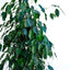Ficus Benjamin
