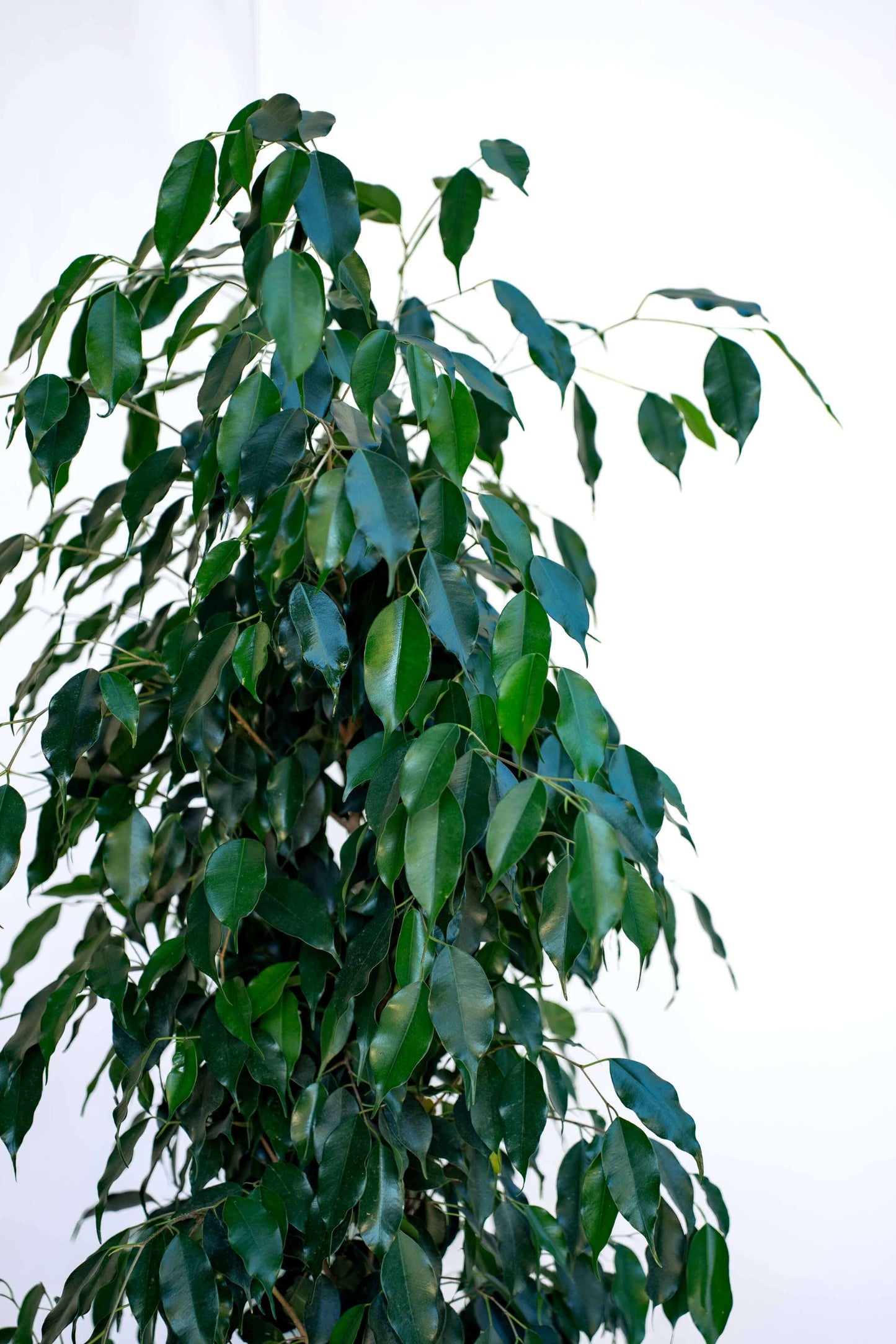 Ficus Benjamin