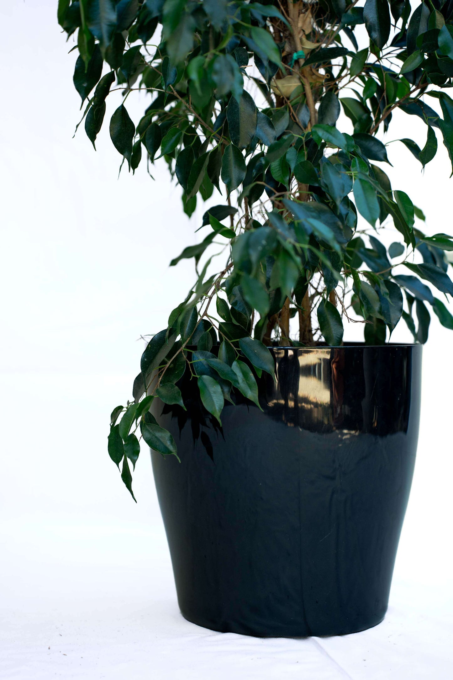 Ficus Benjamin