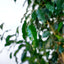 Ficus Benjamin