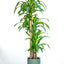 Dracena Grande