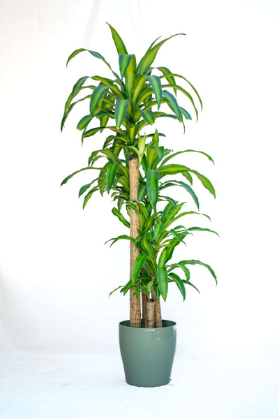 Dracena Grande