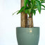 Dracena Grande