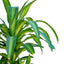 Dracena Grande
