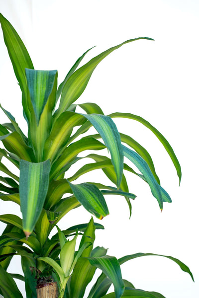 Dracena Grande