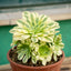Aeonium Arboreum - Vaso ø 20 cm