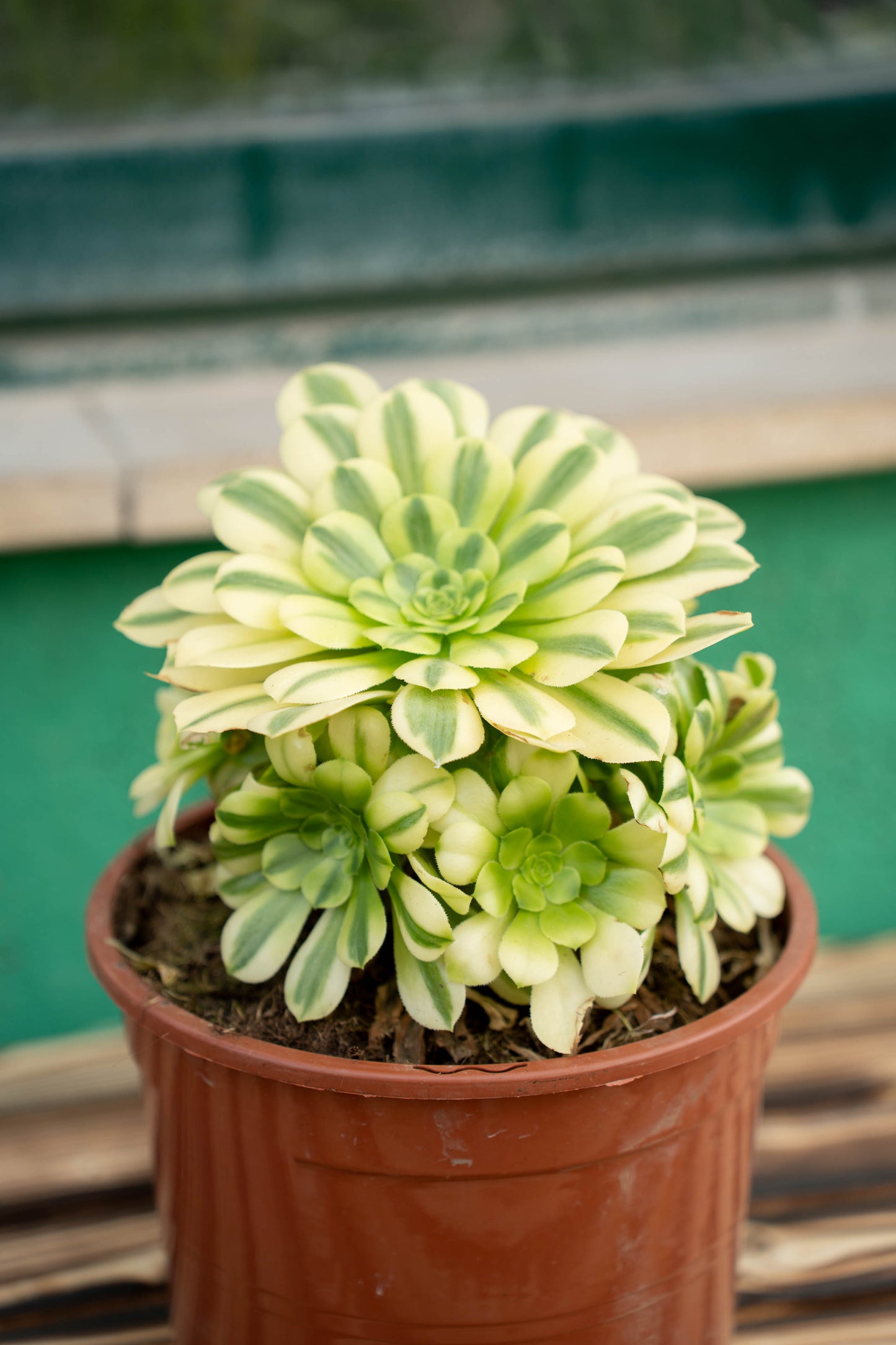 Aeonium Arboreum - Vaso ø 20 cm