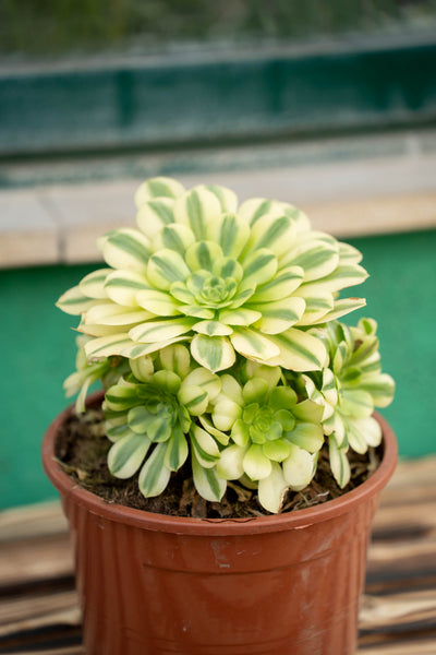 Aeonium Arboreum - Vaso ø 20 cm