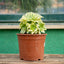 Aeonium Arboreum - Vaso ø 20 cm