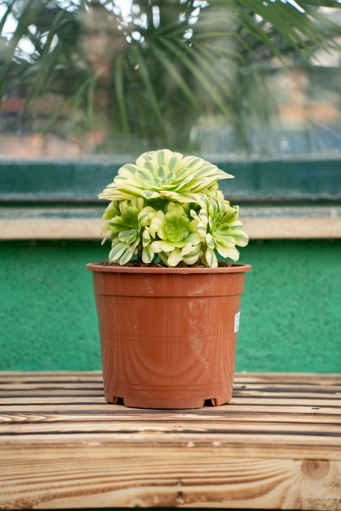 Aeonium Arboreum - Vaso ø 20 cm