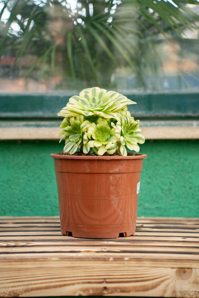 Aeonium Arboreum - Vaso ø 20 cm