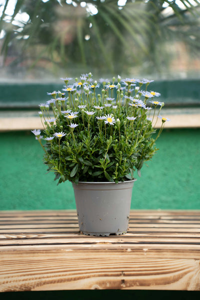 Agathea Vaso ø 14cm