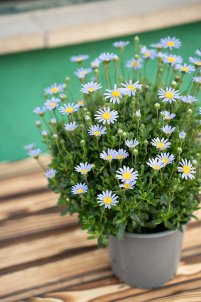 Agathea Vaso ø 14cm