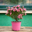 Fiore di cera 'Wax flower' (Chamelaucium uncinatum)