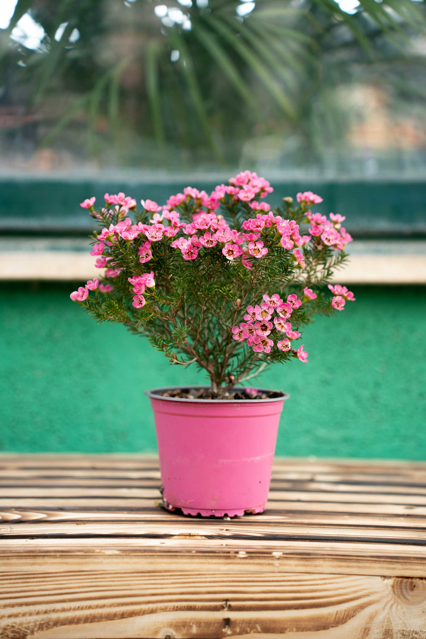 Fiore di cera 'Wax flower' (Chamelaucium uncinatum)