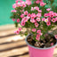 Fiore di cera 'Wax flower' (Chamelaucium uncinatum)