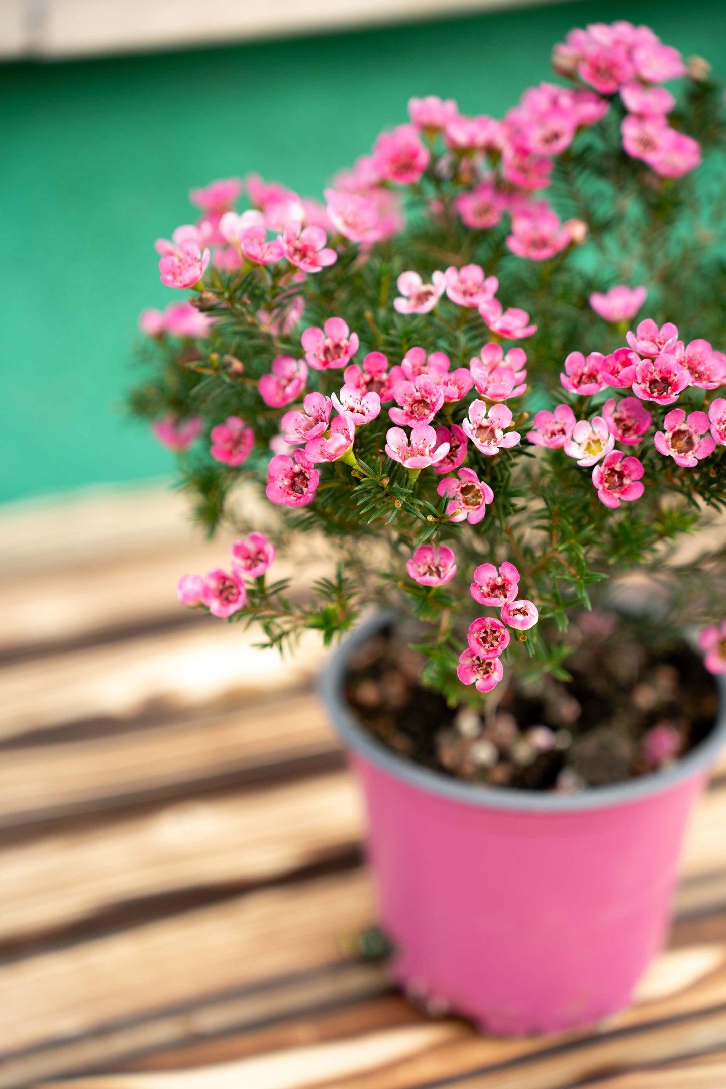 Fiore di cera 'Wax flower' (Chamelaucium uncinatum)