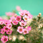 Fiore di cera 'Wax flower' (Chamelaucium uncinatum)