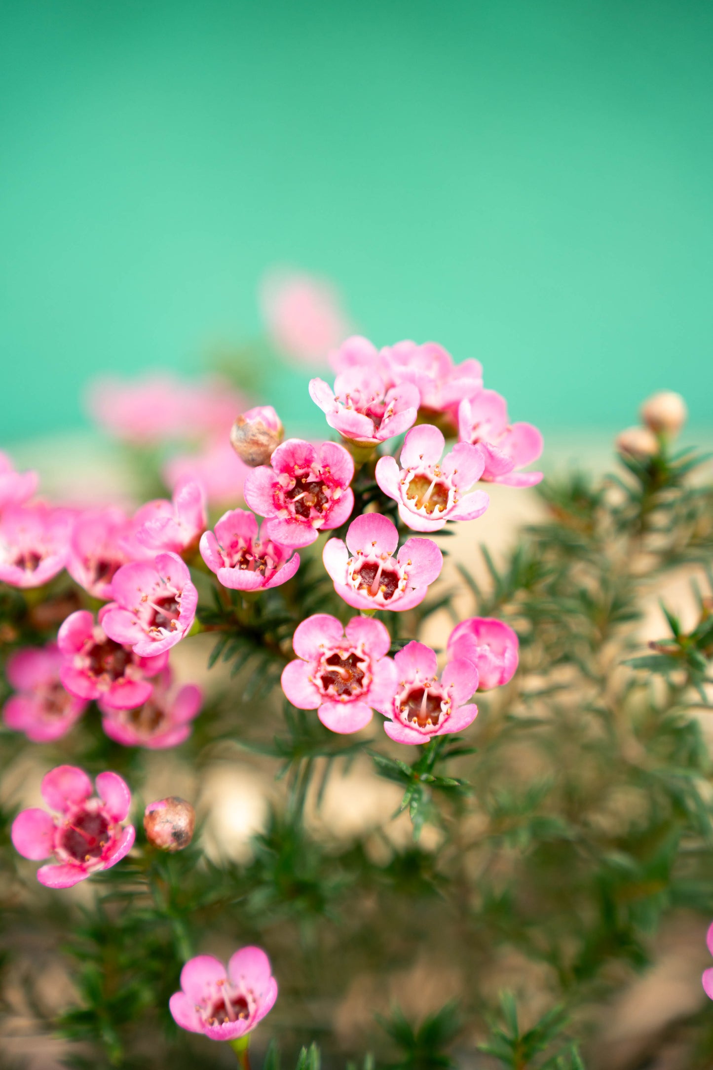 Fiore di cera 'Wax flower' (Chamelaucium uncinatum)
