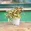 Incenso (Plectranthus Lemon)